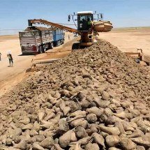 Proeza dos chineses: agricultura em pleno deserto do Egito -  Divulgação Xinhua