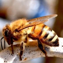 Cidade proíbe plantio de árvore invasora que mata abelhas -  Imagem de Federico Maderno por Pixabay