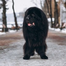 Estudo seleciona raça de cachorro mais bela do mundo; concorda? - Freepik/senivpetro