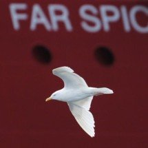 Como se não bastassem os ladrões: Gaivota "furta" salgadinho de mercado - Albino Herring Gull (Larus argentatus), Aberdeen harbour by Mike Pennington