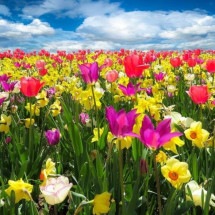 Flores raras: spetáculo de beleza e perfume - Gerhard por Pixabay 