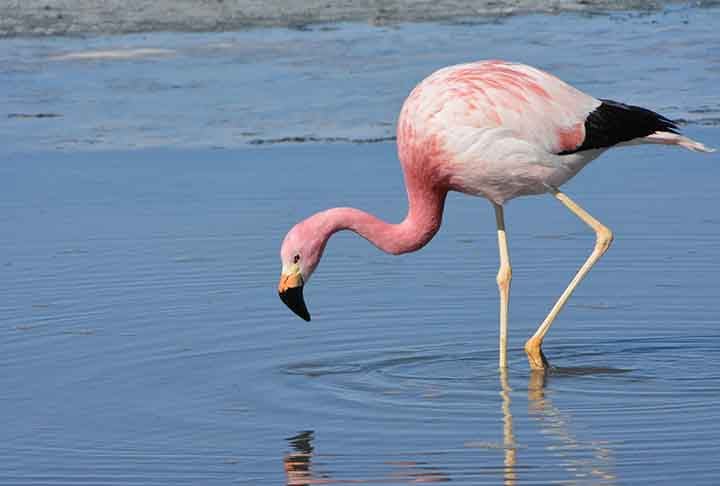 O flamingo nasce com o bico pequeno e reto, mas depois de alguns meses, desenvolve a curvatura, jÃ¡ que se alimentam de cabeÃ§a para baixo - buscam alimentos na lama e na Ã¡gua. 
