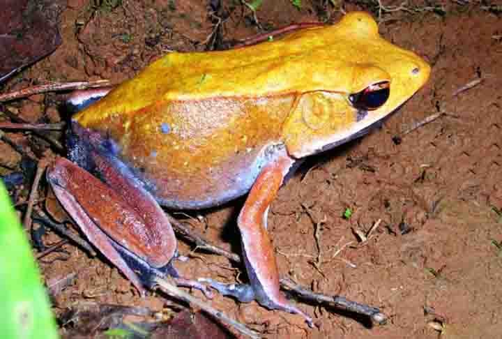 "Os portugueses introduziram o termo â??rÃ£â?? aqui no Brasil para um animal que nÃ£o Ã© rÃ£ de verdade, mas Ã© semelhante. As nossas rÃ£s, chamadas de jias ou caÃ§otes, pertencem Ã  famÃ­lia Leptodactylidae, cujas espÃ©cies sÃ£o comuns na AmÃ©rica do Sul e Centralâ?, afirma Carlos Jared.
