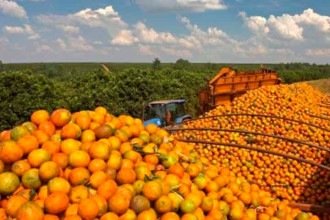 Produtores de laranja de MG preparam cerco à principal doença dos cítricos