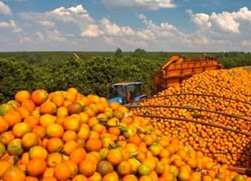 Minas Gerais ocupa atualmente a segunda posi&ccedil;&atilde;o nacional na produ&ccedil;&atilde;o de laranja, lim&atilde;o e tangerina -  (crédito: Divulga&ccedil;&atilde;o)