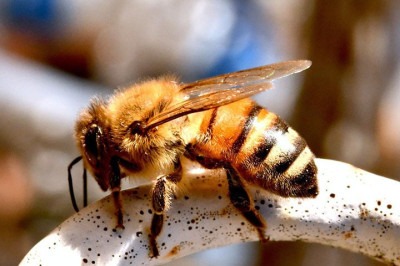 A importância das abelhas é gigantesca para o meio ambiente. Por isso, a preservação da espécie é uma preocupação que envolve iniciativas no mundo inteiro. -  (crédito:  Imagem de Federico Maderno por Pixabay)