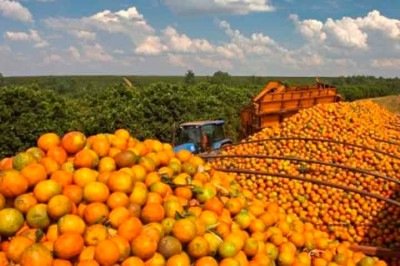 Minas Gerais ocupa atualmente a segunda posi&ccedil;&atilde;o nacional na produ&ccedil;&atilde;o de laranja, lim&atilde;o e tangerina -  (crédito: Divulga&ccedil;&atilde;o)