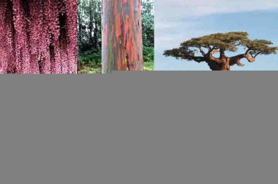 Com tantas maravilhas naturais pelo mundo, as Ã¡rvores assumem o papel de joias na paisagem, encantando e surpreendendo com sua beleza Ãºnica. -  (crédito:  Montagem/DivulgaÃ§Ã£o e Flickr Leo Boudreau e Bernard Gagnon/WikimÃ©dia Commons)
