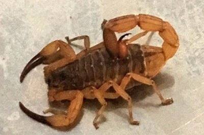 Escorpião-amarelo - Seu veneno é ainda mais forte que o do escorpião-marrom. Ele mede cerca de 7 cm.  Ambas as espécies podem causar danos ao sistema nervoso, dor, bolhas na pele, tosse, vômito e falta de ar.   -  (crédito: Fernanda/Wikimedia Commons)