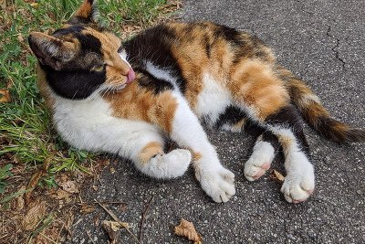 Estudos publicados no bioRxiv desvendaram um enigma genético que durava mais de seis décadas. Os pesquisadores descobriram o gene responsável por dar a algumas espécies de gatos a cor laranja da pelagem. 
 -  (crédito: Waithamai/Wikimedia Commons)