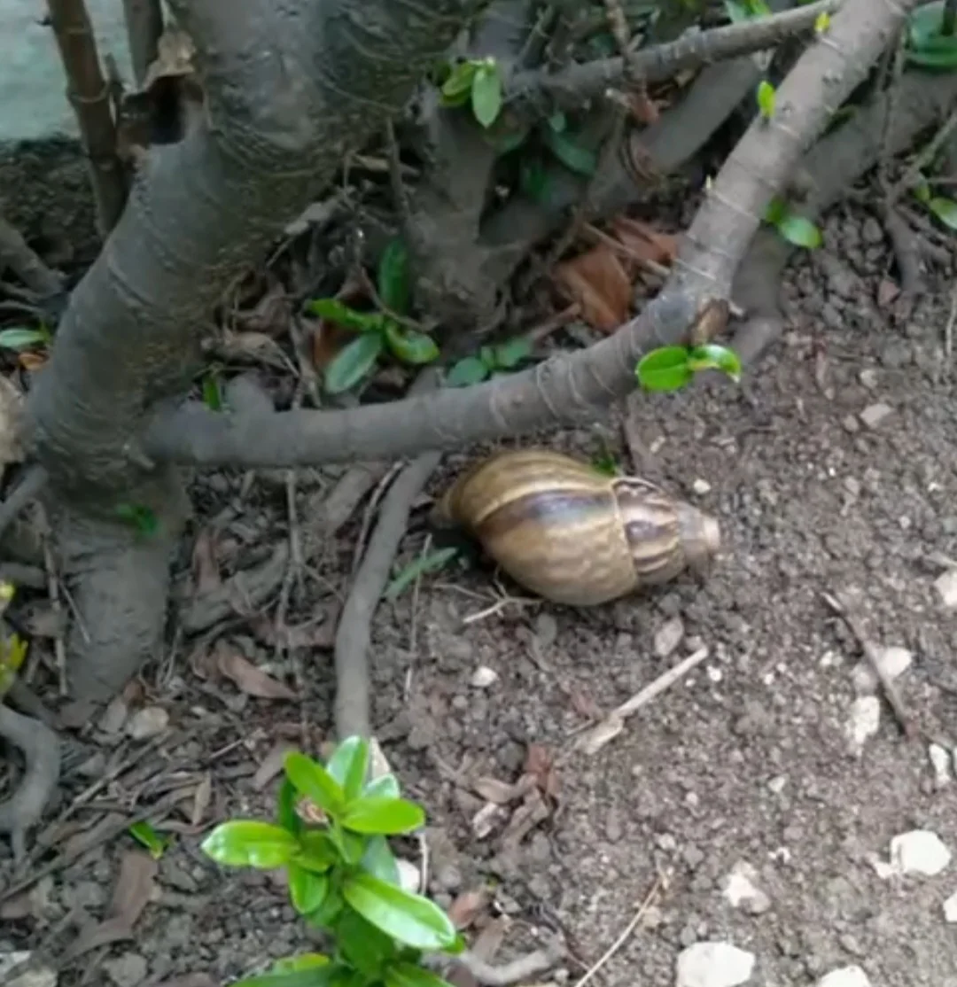 O verme da meningite foi encontrado em um caramujo que estava num terreno no município de Nova Iguaçu, na Baixada Fluminense.  -  (crédito: Reprodução TV Globo )