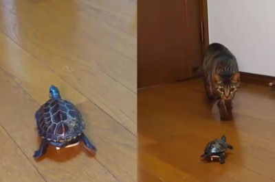 Quando se fala em animais lentos, a tartaruga vem à mente, pois é um bicho popular e que muitos têm como pet. Recentemente, uma tartaruga viralizou na internet  por andar de skate dentro de casa. Até o gato ficou atento às manobras da "colega". -  (crédito: Reprodução rede social)