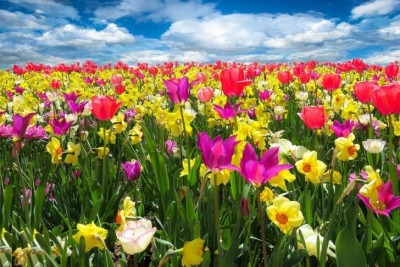 As flores trazem mensagem de paz e afeto. E atraem pela beleza e pelo perfume. Em todo o mundo, já foram catalogadas quase 370 mil espécies de plantas que dão flores. Mas todo cuidado é necessário para preservá-las.  -  (crédito: Gerhard por Pixabay )