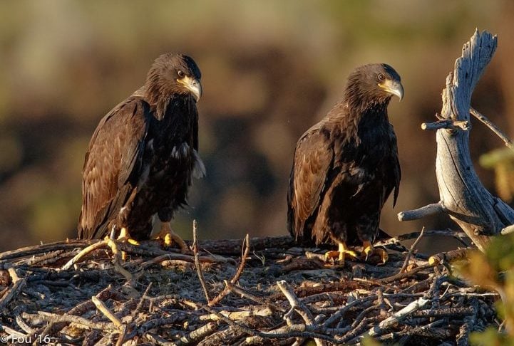 Ãguias-Carecas: Estas aves de rapina geralmente formam pares monogÃ¢micos de longo prazo. Elas constroem e mantÃªm grandes ninhos em conjunto, retornando a eles ano apÃ³s ano.