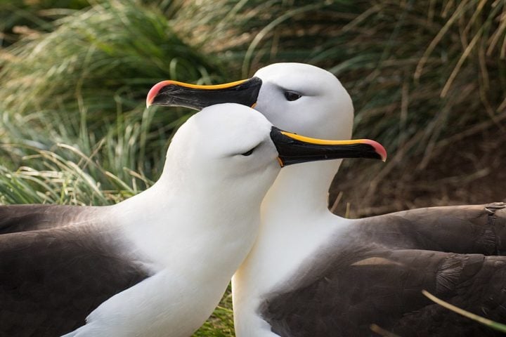 Albatrozes: Essas aves sÃ£o famosas por sua monogamia, permanecendo com o mesmo parceiro reprodutivo durante toda a vida. Ã? o amor!