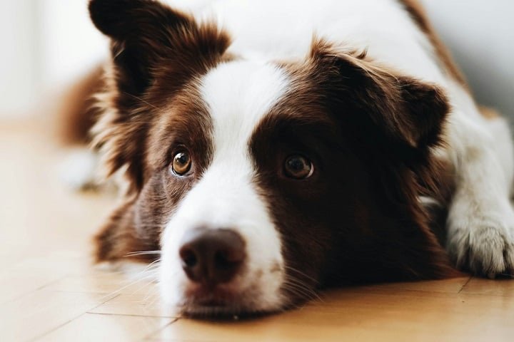 3º) Border Collie: Considerada a raça mais inteligente do mundo, o Border Collie ficou em 3º na lista dos cães mais bonitos. Originário da fronteira entre Escócia e Inglaterra, foi desenvolvido para pastoreio. Seus pelos ter tons brancos, pretos ou marrons. 