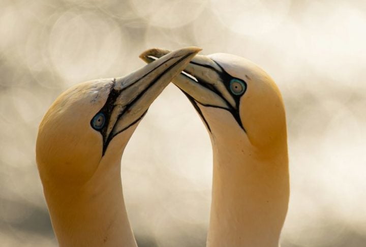 Apesar de as aves serem o principal exemplo de animais monogâmicos, existem também mamíferos e até vertebrados marinhos que formam fortes vínculos com seus pares; conheça alguns exemplos!