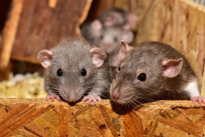 Os ratos são os hospedeiros naturais do parasita. As larvas se desenvolvem nos pulmões desses roedores, onde amadurecem e produzem ovos.