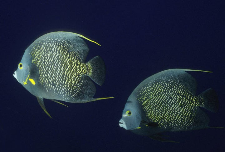 Esses peixes passam a vida ao lado de seus companheiros, nadando juntos pelos oceanos, caçando em dupla e protegendo seu território de potenciais predadores.