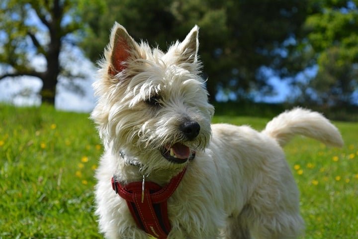 1º) Cairn Terrier: Mais uma raça escocesa da lista, o Cairn Terrier é conhecido por sua pelagem áspera , geralmente em tons de areia, cinza ou avermelhado. Ficou famoso como "Totó" no filme "O Mágico de Oz". Agora, foi eleito o cão mais bonito do mundo!