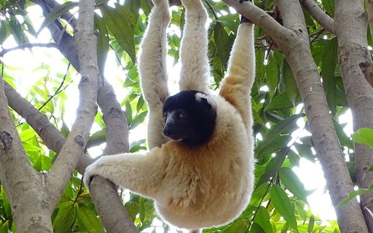O lÃªmure-sifaka vive em florestas secas cercadas de mangues,  cerca de 300 metros acima do nÃ­vel do mar, no noroeste de Madagascar. 