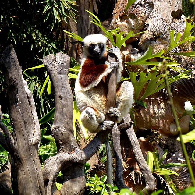 Os lêmures-sifaka também são chamados de "Sifaka-de-coquerel" e são primatas da família Indriidae (caracterizados pela ligação do nariz com a gengiva, o que limita as expressões faciais). 