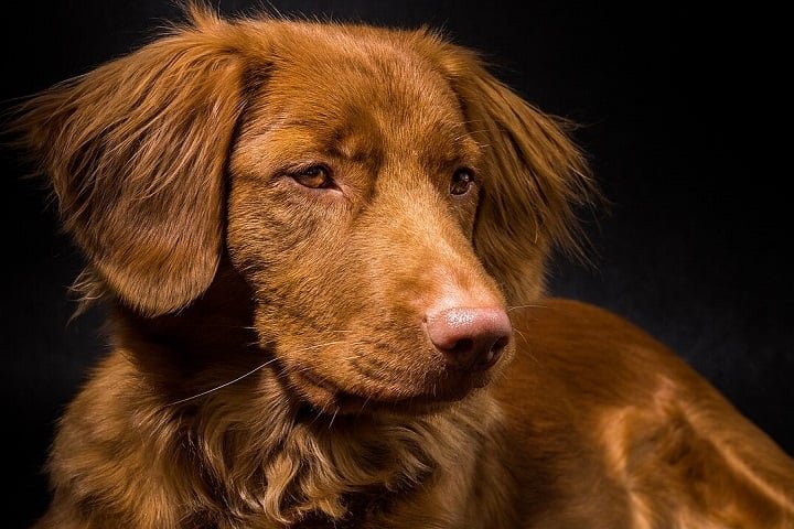 7º) Tolling Retriever: Original do Canadá, é a menor das raças retriever. Criado para "atrair" patos durante a caça (daí o nome "tolling"), seu comportamento brincalhão imita raposas, curiosidade que encanta as aves. 