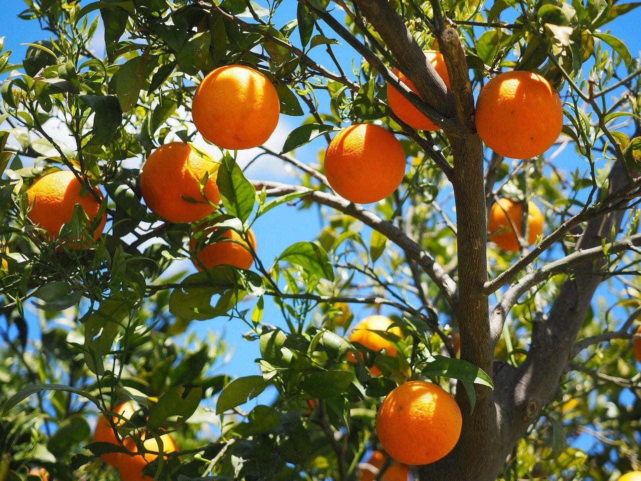 Além disso, ela é altamente valorizada por sua praticidade, podendo ser consumida in natura, em sucos ou incorporada a diversas receitas culinárias, o que a torna uma escolha acessível e saborosa para pessoas de todas as idades. Vamos conhecer alguns de seus benefícios e seu uso em receitas??