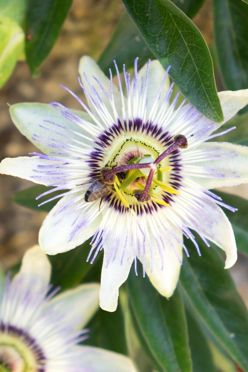 As folhas, flores e polpa do maracujá tem propriedades sedativas leves do sistema nervoso central. Assim, elas ajudam a combater a insônia e promovem um sono mais tranquilo e revigorante.