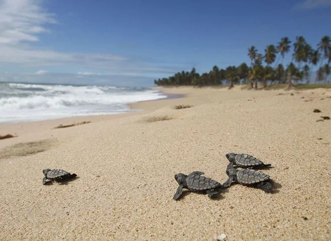 A tartaruga pode viver até 150 anos. A espécie é onívora, ou seja, se alimenta tanto de plantas como de animais. Veja os animais que, além da tartaruga,  são considerados os mais lentos do mundo.