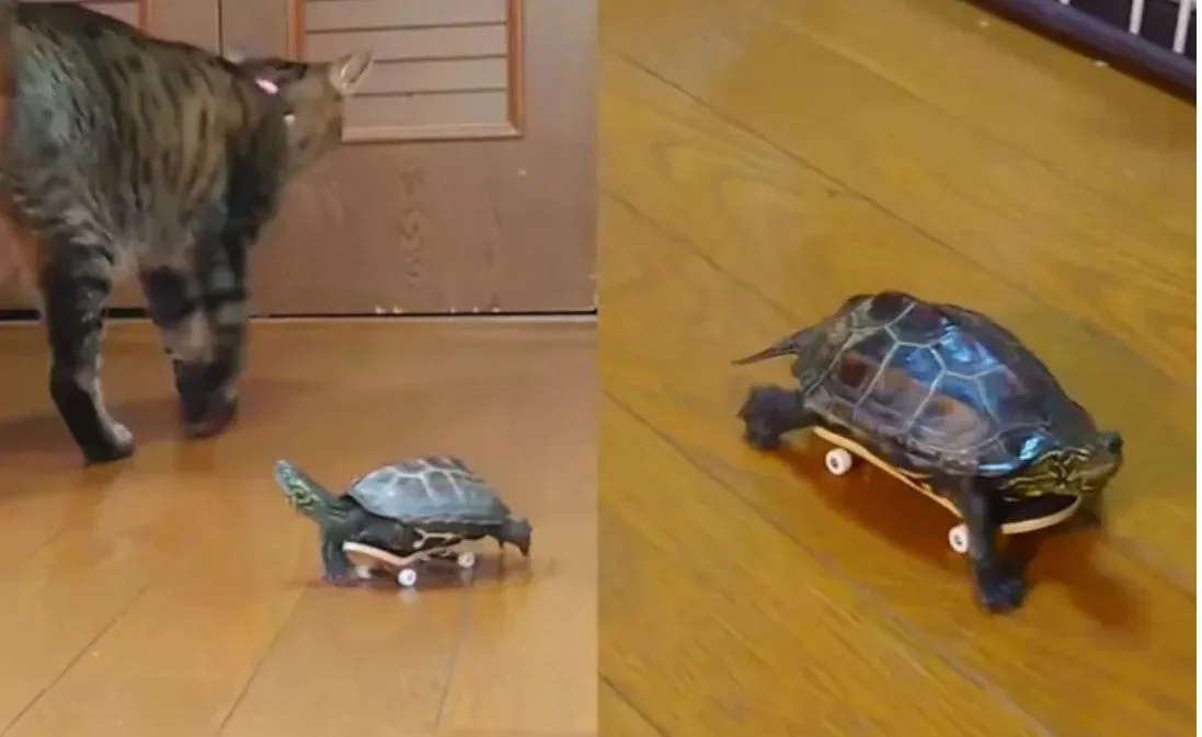A tartaruga demonstrou habilidade para deslizar no brinquedo pela casa . E o post alcançou mais de 50 milhões de visualizações. "Agora sei por que tartaruga é um bicho tão lento", brincou um internauta, insinuando que, na verdade, o animal é perfeito para o skate. 