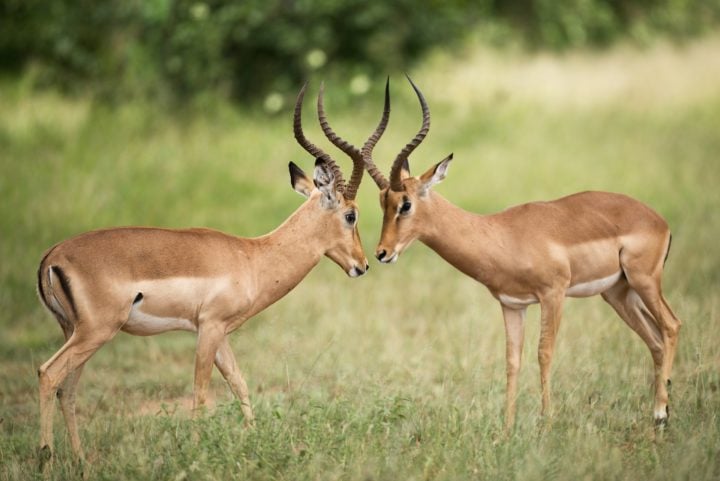 Alguns fazem danças, outros travam batalhas sangrentas, tudo para conseguir conquistar um pretendente. Mas, uma coisa que muitos não sabem é que existem animais monogâmicos, ou seja, que são fiéis a apenas um parceiro durante a vida.