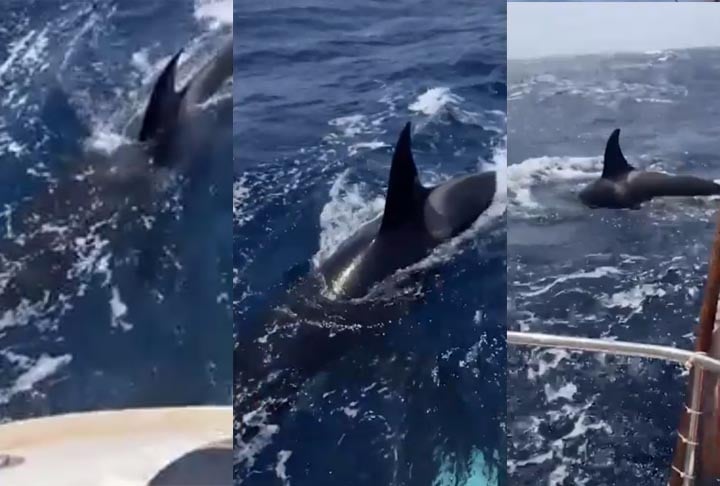 Dois dias depois, no mesmo local, um grupo de trÃªs orcas atingiu um iate, perfurando o leme. Mais uma vez, ele percebeu a "orientaÃ§Ã£o" da mÃ£e:  â??As duas pequenas orcas observaram a tÃ©cnica da maior e, com uma leve correria, tambÃ©m batiam no barcoâ?. 