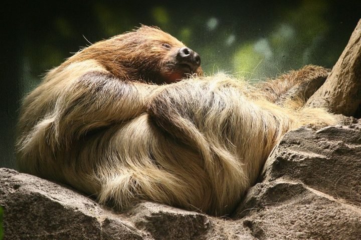 Seu corpo é recoberto por uma pelagem densa e grossa, que pode abrigar algas e pequenos invertebrados, contribuindo para sua camuflagem no ambiente.