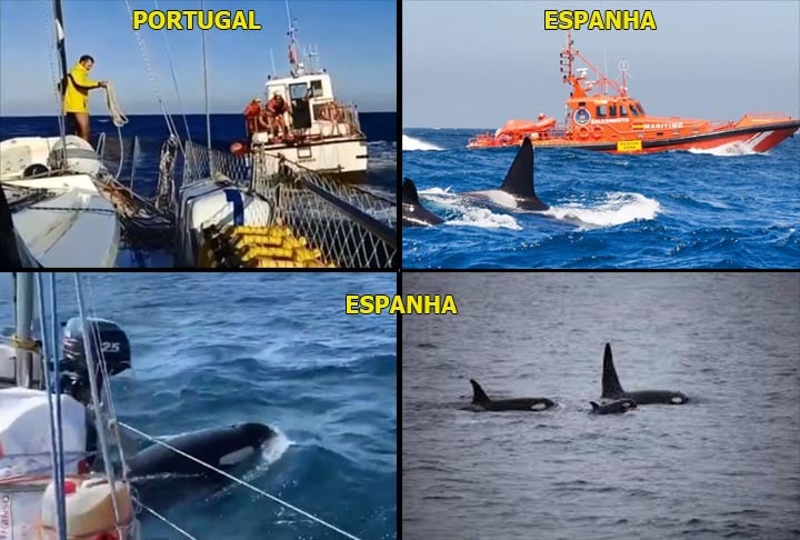 “Em mais de 500 eventos de interação registrados desde 2020, há três navios afundados. Estimamos que as orcas só tocam um navio em cada cem que navegam por um local”, disse. 