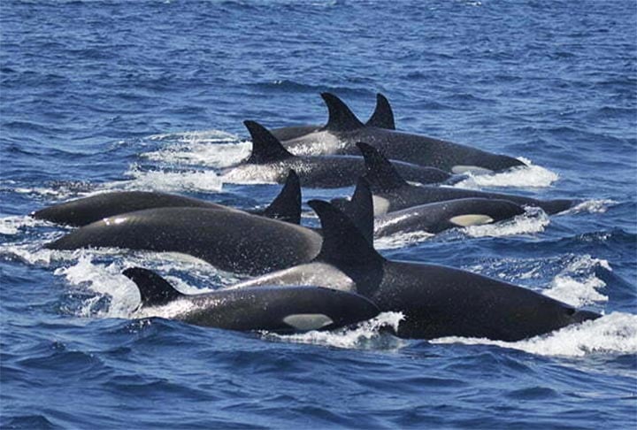 As orcas se espalham por diversas partes do mundo. Recentemente, o governo de Portugal proibiu barcos turísticos de se aproximarem de orcas.