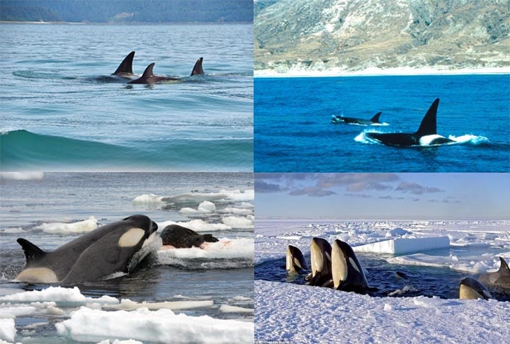 Curiosamente, a orca é o segundo mamífero de maior área de distribuição geográfica (perde apenas para o homem,). Ela é encontrada em todos os oceanos.