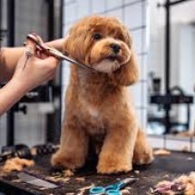 Profissão grooming está muito além de banho e tosa de pet - DINO