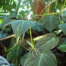 Plantas que se destacam pelas belas folhagens - Krzysztof Ziarnek, Kenraiz wikimedia commons 