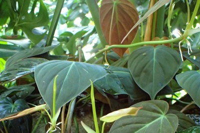 Existem plantas que são admiradas por folhagens únicas, que variam de grandes e dramáticas a delicadas e coloridas, trazendo beleza e vida para os espaços onde são cultivadas. Veja algumas consideradas belas.
 -  (crédito: Krzysztof Ziarnek, Kenraiz wikimedia commons )
