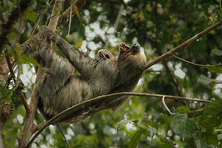 Ultimamente, as preguiças-de-dois-dedos têm sofrido com a redução populacional causada pelo desmatamento e pela expansão agrícola nos estados do Amazonas, Pará e Amapá. Conheça mais sobre esse animal fascinante!