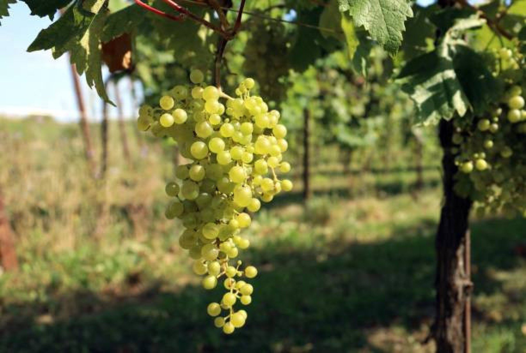Uva glera