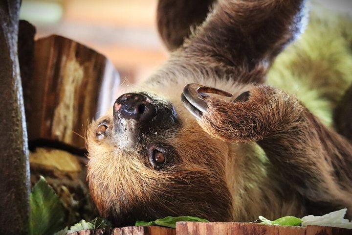 Diferentemente das preguiÃ§as-de-trÃªs-dedos (gÃªnero Bradypus), essa espÃ©cie possui apenas dois dedos nas patas dianteiras, adaptados para uma vida lenta e suspensa nas Ã¡rvores.