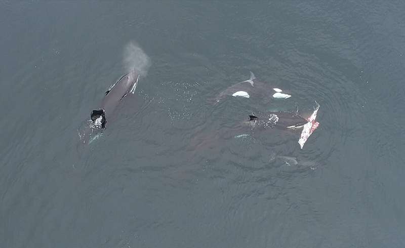 Eles conseguiram documentar a matriarca batizada de Dakota, matando um golfinho e deixando partes do animal para o grupo.  Como as orcas fazem parte da famÃ­lia dos golfinhos, os cientistas divulgaram o flagrante e destacaram  que ainda nÃ£o sabiam que elas faziam esse tipo de alimentaÃ§Ã£o. 