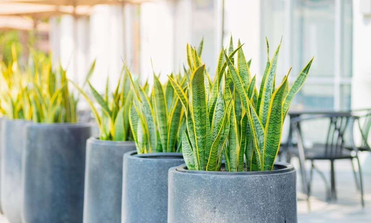 Plantas que purificam o ambiente