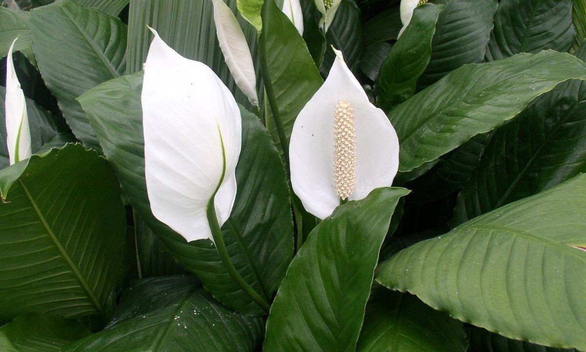 Plantas que purificam o ambiente
