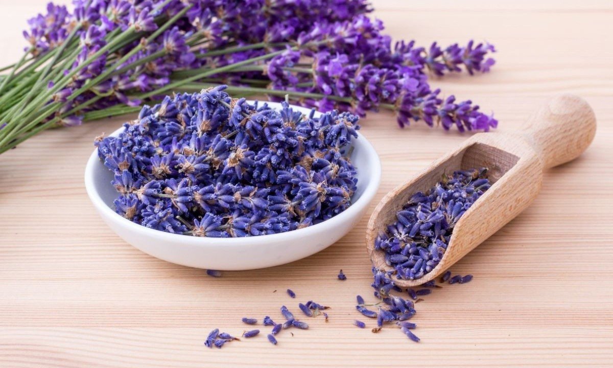 Plantas que purificam o ambiente