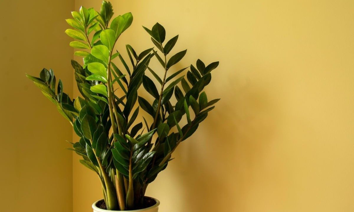 Plantas que purificam o ambiente