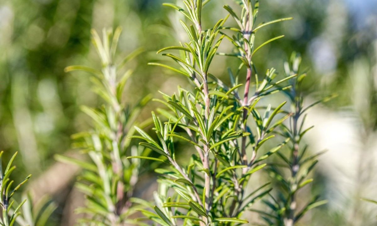Plantas que purificam o ambiente