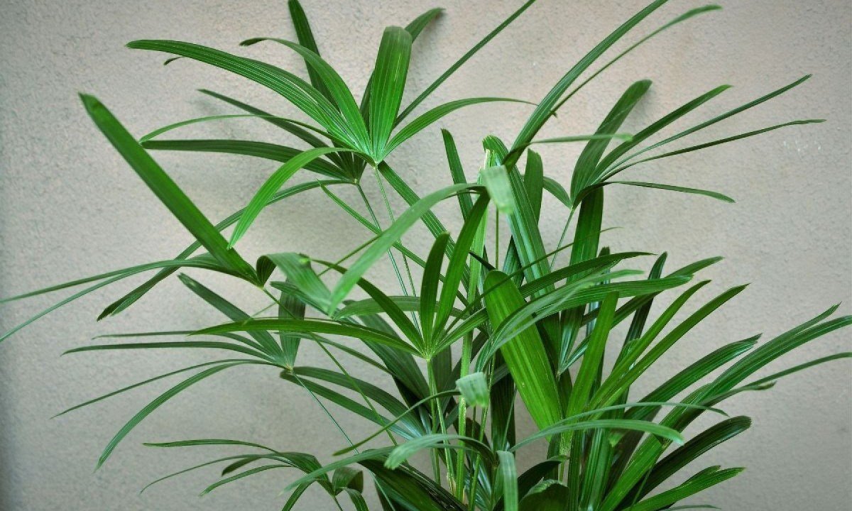 Plantas que purificam o ambiente